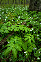 Mayapples and Trillium Mayapples and white trillium bloom in the spring woods