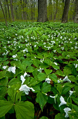 Mayapples and Trillium Mayapples and white trillium bloom in the spring woods