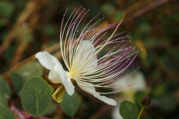 Caper flower close up view. Flowering capers. Bloom of capparis bush.