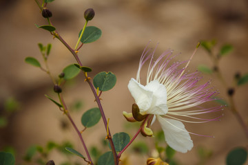Caper flower close up view. Flowering capers. Bloom of capparis bush.