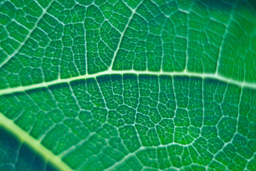 Close-up of a green leaf