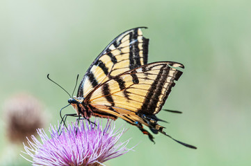 Western Tiger swallowtail Papilio rutulus