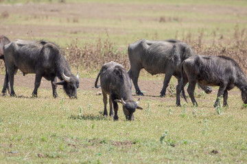 Obraz na płótnie Canvas water buffalo