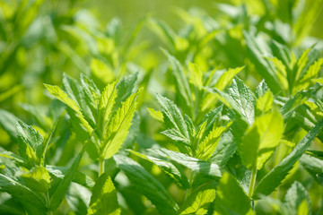 Fresh green organic mint growing in the garden. Plant used as an natural ingredient for food and drink. Raw peppermint leaves. Spearmint leaf.
