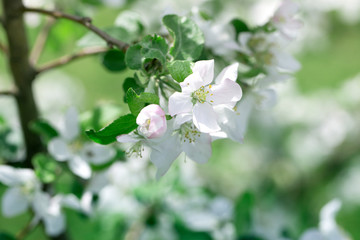 blossoming apple tree branch. Blooming apple tree in springtime.