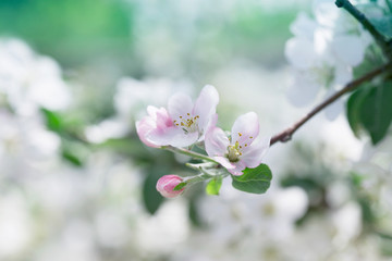 blossoming apple tree branch. Blooming apple tree in springtime.