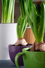 Cultivated bulbous plants - tulips, hyacinths, daffodils - in a cozy kitchen on a sunny day. Spring flowers, spring theme. Selective focus. Vertical orientation.