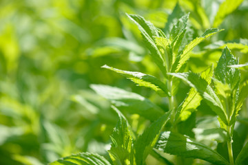 Fresh green organic mint growing in the garden. Plant used as an natural ingredient for food and drink. Raw peppermint leaves. Spearmint leaf.