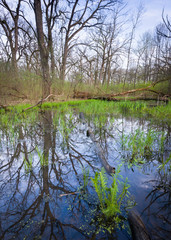 Heavy spring rains and vernal pools create habitat for reptiles, amphibians and other wildlife.