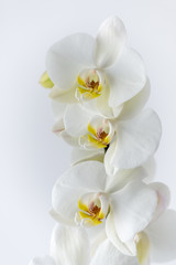 Naklejka na ściany i meble Macro photography of petals of a blooming white orchid phalaenopsis isolated on white background.