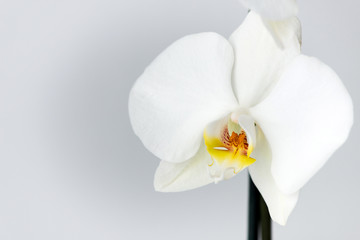 Fototapeta na wymiar Macro photography of petals of a blooming white orchid phalaenopsis isolated on white background.