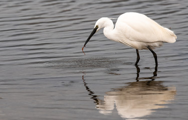 Aigrette garzette