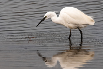 Aigrette garzette