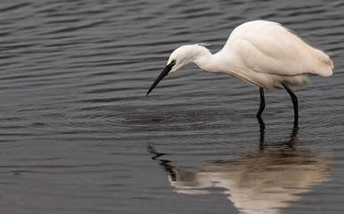 Aigrette garzette