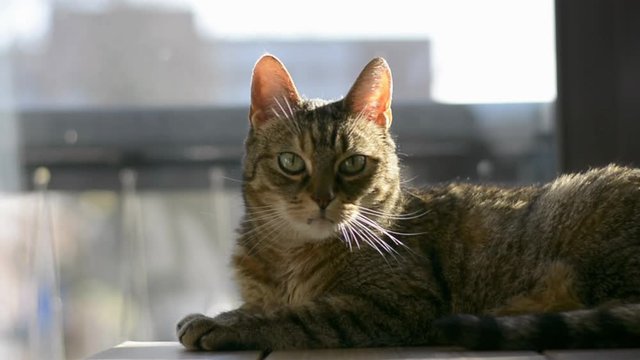 Cat is lying on the table in front of a window and is looking at the camera