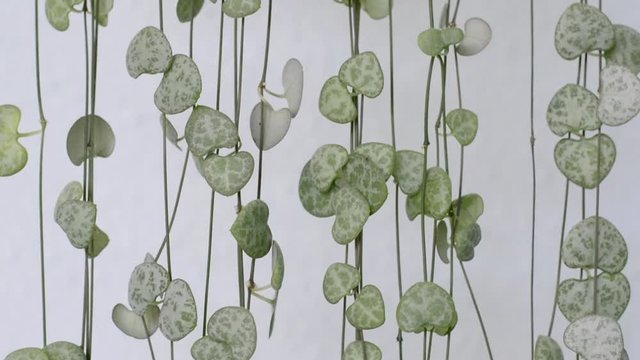 String of Hearts, Rosary Vine, Chain of Hearts, Hearts-on-a-string, sweetheart vine (Ceropegia woodii, Ceropegia linearis ssp. woodii), indoor plant against white background