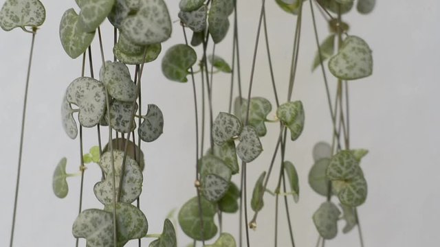 String of Hearts, Rosary Vine, Chain of Hearts, Hearts-on-a-string, sweetheart vine (Ceropegia woodii, Ceropegia linearis ssp. woodii), indoor plant against white background