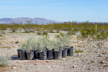 Cattle Saltbush (Atriplex polycarpa) shrubs potted native plants in 1 gallon pots grown from a greenhouse for outplanting on an alkali ecological restoration site in Mojave Desert