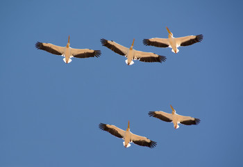 A flock of pelicans circling in the blue sky bottom view