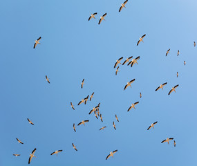 A flock of pelicans circling in the blue sky bottom view