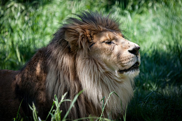male lion