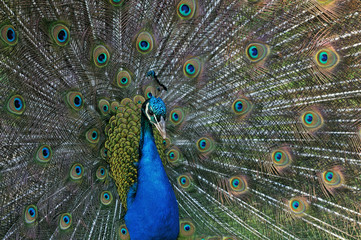 Obraz premium Male peacock displaying its iridescent plumage