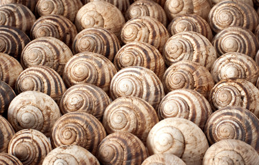 Fototapeta na wymiar Seashells evenly fill the frame. Shell background