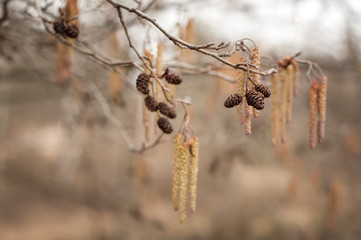 alder cones and earrings hang on a branch in wildlife