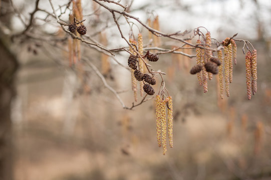 alder cones and earrings hang on a branch in wildlife