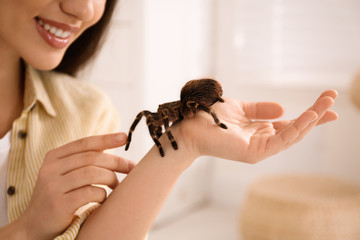 Woman holding striped knee tarantula at home, closeup. Exotic pet