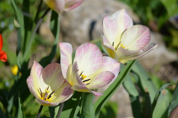 Close up of three white tulips in a garden in a sunny spring day, beautiful outdoor floral background photographed with soft focus