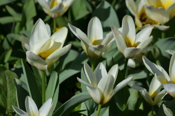 Fototapeta na wymiar Top view of delicate white tulips in a garden in a sunny spring day, beautiful outdoor floral background photographed with soft focus