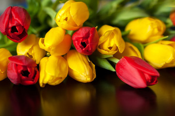 yellow and red tulips on a black background