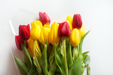 yellow and red tulips on a white background