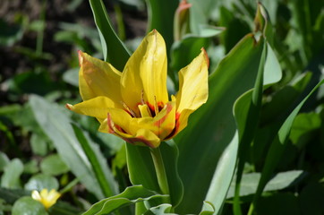 Top view of one delicate yellow tulip in a garden in a sunny spring day, beautiful outdoor floral background photographed with soft focus