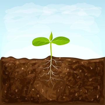 vegetable seedlings growth in fertile ground on blue sky background. one sprout with root system in soil. young green shoot vector illustration. spring sprout with two small green leaves.eco gardening