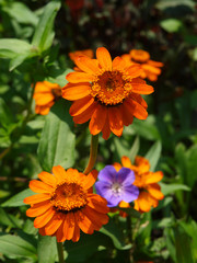 Orange flowers with a green background