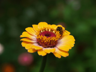 Orange flowers with a green background
