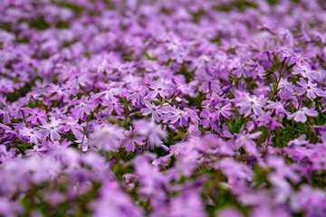 Small purple spring flowers on the lawn. Selective focus