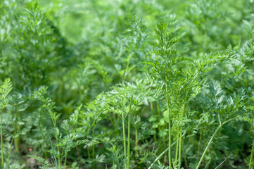 carrot tops grow in the ground