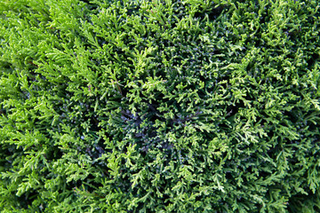 Fototapeta premium The texture of green decorative shrub.
