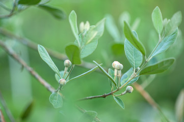 feijoa blooms on a branch in the garden
