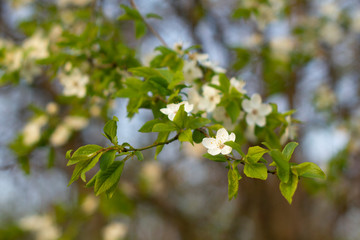 Beautiful tree with flowers on a spring day.