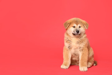 Cute Akita Inu puppy on red background, space for text. Baby animal