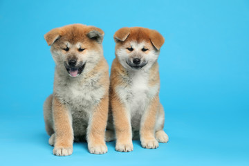 Cute Akita Inu puppies on light blue background. Baby animals
