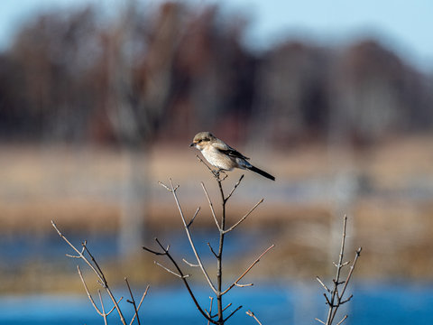 Northern Shrike