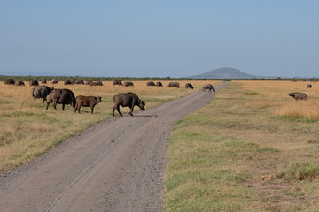 Obraz premium Cape Buffalo crossing a dirt road in the Masai Mara, Kenya