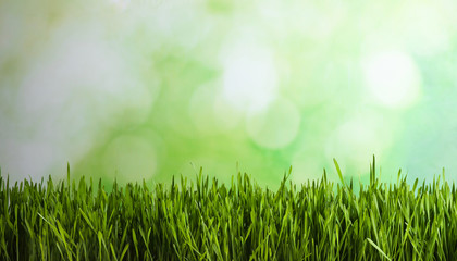 Naklejka na ściany i meble Fresh spring grass on blurred background, space for text