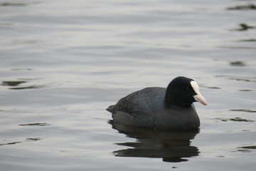 Wasservogel 01