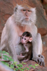 Thailand - Tiger temple - Mother and child of monkey in nature 